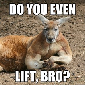My swolemate kangaroo "gets" me